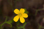 Tufted yellow woodsorrel